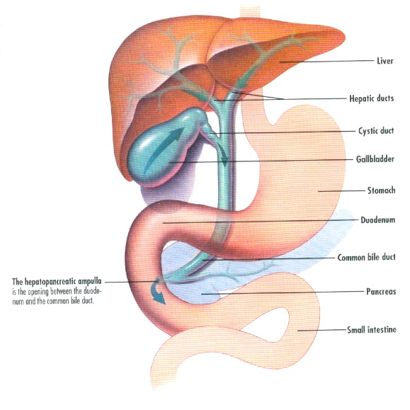 Liver: Anatomy and Functions